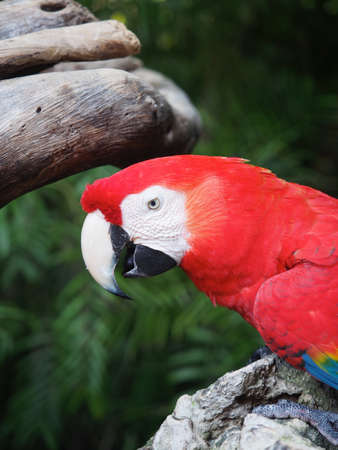Macaw Parrot, Playa Del Carmen Mexico