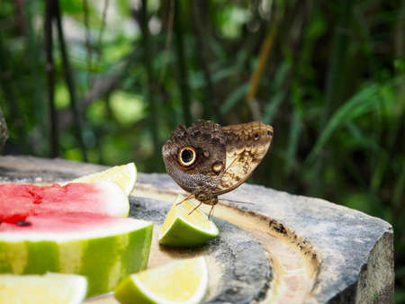 Butterfly closeup photo in Mexicoの写真素材