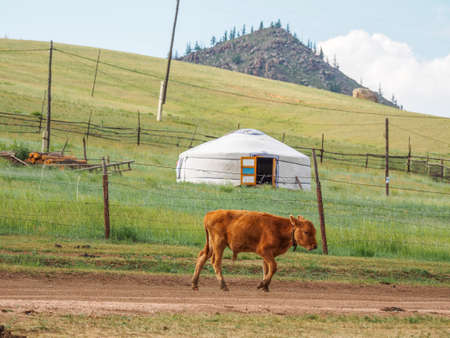 Livestock out for grazing in Gorkhi-Terelj National Park, Mongoliaのeditorial素材