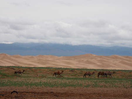 Camels are an important part of Mongolian culture. Many can be found throughout its various landscapes of open plains to deserts.の写真素材