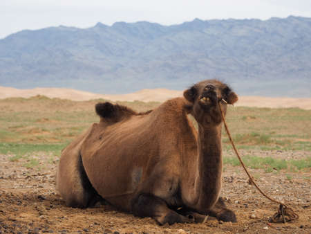 Camels are an important part of Mongolian culture. Many can be found throughout its various landscapes of open plains to deserts.の写真素材