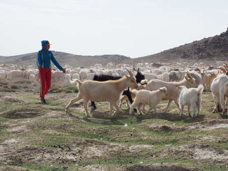 Nomad herders are a way of life in rural Mongolia. Here a herder after taking his goats out to graze is now getting them a drink of water.の写真素材