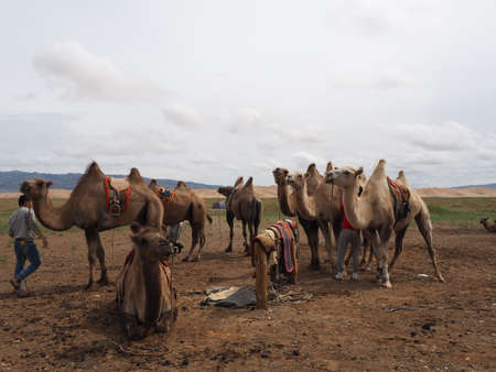Camel riding is a popular tourist activity in the Gobi Desert,Mongolia.のeditorial素材