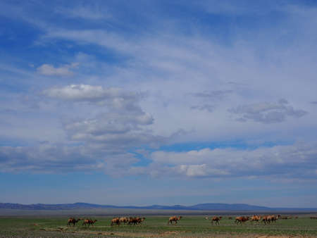 Camels are an important part of Mongolian Culture. They can be found throughout Mongolias landscapes from open plains to deserts.の写真素材