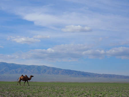 Camels are an important part of Mongolian Culture. They can be found throughout Mongolias landscapes from open plains to deserts.の写真素材