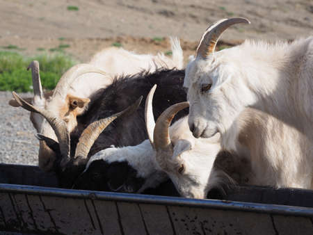 Rural Mongolia, many live as nomads with their livestock and move through the Mongolian landscape...