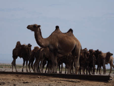 Camels are an important part of Mongolian culture. Many can be found throughout its various landscapes of open plains to deserts.の写真素材