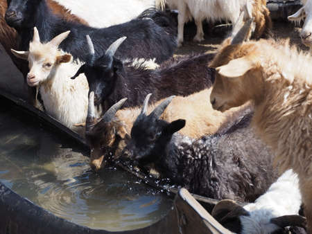 Livestock and Mongolia. Nomad herders are a way of life in rural Mongolia. Here the family gather...