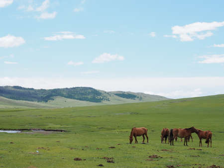 Horses in green field  Mongoliaの写真素材
