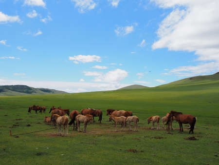 Horses in green field Mongoliaの写真素材