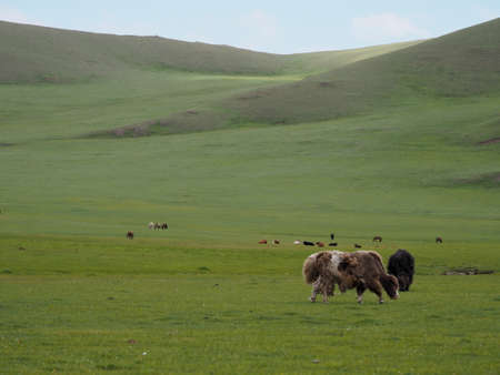 Yaks in green field Mongoliaの写真素材
