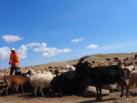 Mongolian livestock herderの写真素材