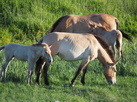 Takhi Horse or the Przewalskiâ Horse are Wild Horses in Mongoliaの写真素材