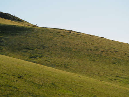 Takhi Horse or the Przewalskiâ€™ Horse are Wild Horses in Mongolia