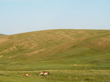 Takhi Horse or the Przewalskiâ€™ Horse are Wild Horses in Mongolia