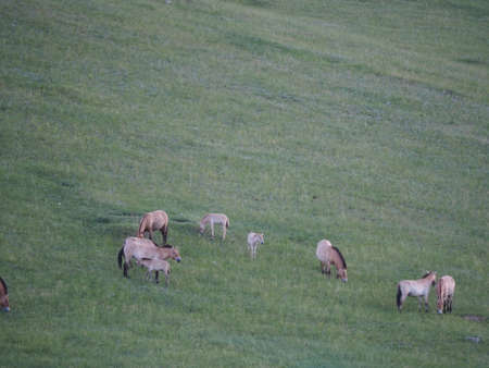 Takhi Horse or the Przewalskiâ€™ Horse are Wild Horses in Mongolia