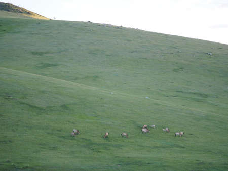 Takhi Horse or the Przewalskiâ Horse are Wild Horses in Mongoliaの写真素材