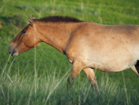 Takhi Horse or the Przewalskiâ Horse are Wild Horses in Mongoliaの写真素材