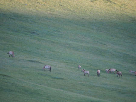 Takhi Horse or the Przewalskiâ Horse are Wild Horses in Mongoliaの写真素材