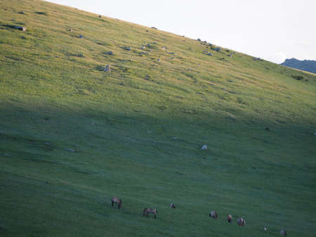 Takhi Horse or the Przewalskiâ Horse are Wild Horses in Mongoliaの写真素材