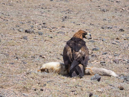 Golden Eagle Hunters of Kyrgyzstan