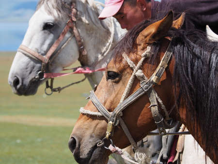 Kok Boru Traditional Horse Games, Kyrgyzstanの写真素材