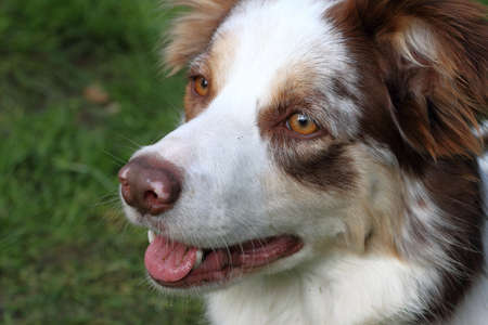 Close-up portrait of a intelligent sheepdog border collieの写真素材