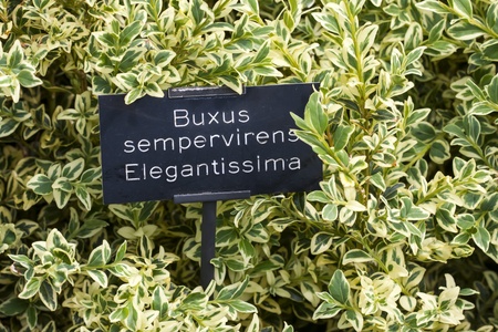 Buxus semperivirena Elegantissima, this garden shrubs is ideal for topiary and hedging 
