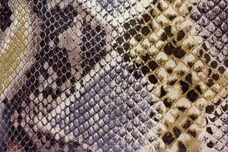 Textures snakeskinの写真素材