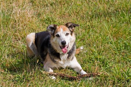 Border collie waiting to playの写真素材
