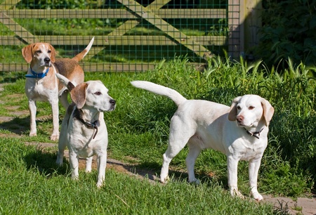 Three adult beagle dogsの写真素材