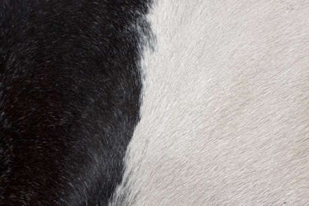 Texture of black and white furの写真素材