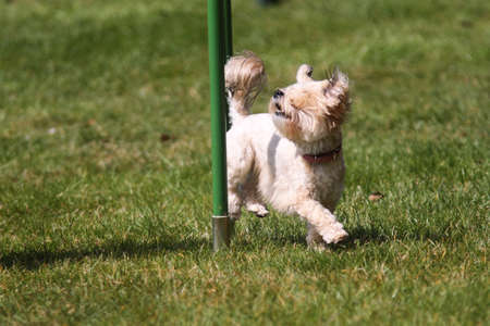 Small agility dog working the weave polesの写真素材