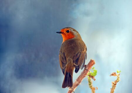 Robin  Erithacus rubecula  with a stormy weather backgroundの写真素材