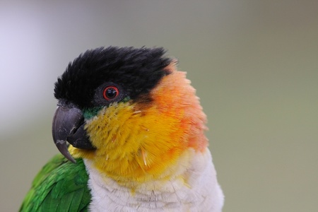 Caique, Black-headed Pionites melanocephala 