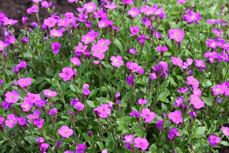 Aubrieta flowersの写真素材