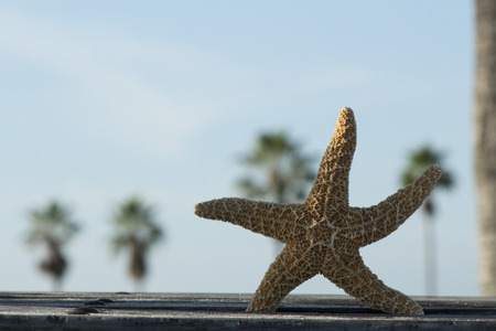 Beach theme wood backgroundの写真素材