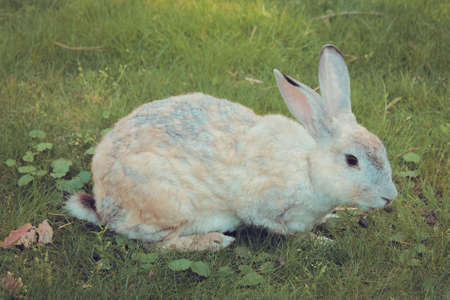 A rabbit is running through the grass