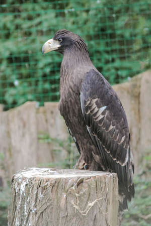 The eagle in the zoo