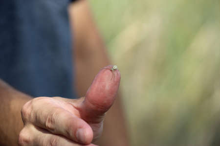 little spider on a fingerの写真素材