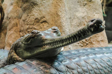 gavial in the zooの写真素材
