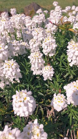 White Flowersの写真素材