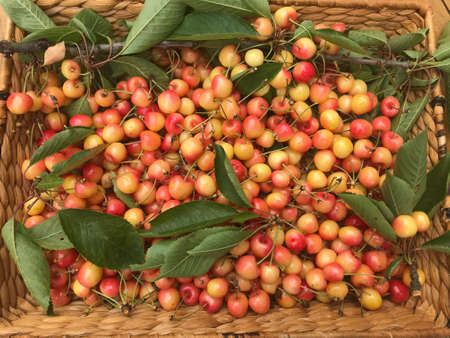 Closeup on a basket of cherries
