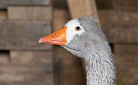Close up on a goose in a stableの写真素材