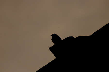 Silhouette of a bird under a stormy skyの写真素材