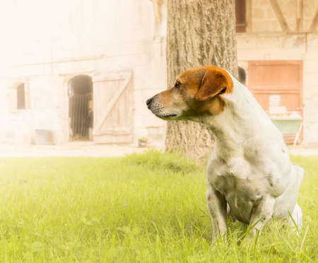 Portrait of a jack russell terrier in a farmyardの写真素材