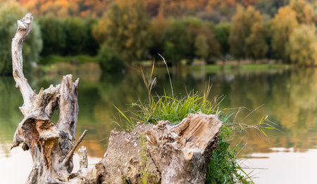 Close-up on an old tree stump along a lakeの写真素材