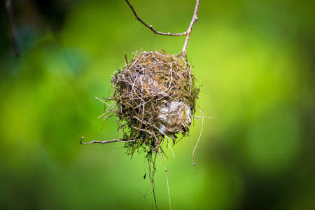 Bird's nest in a forest in the town of Isabela, Puerto Rico.の写真素材