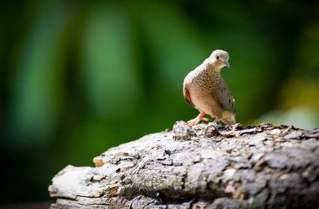Common Ground-Dove, can be found in many places on the island, Toa Alta, Puerto Rico.の写真素材