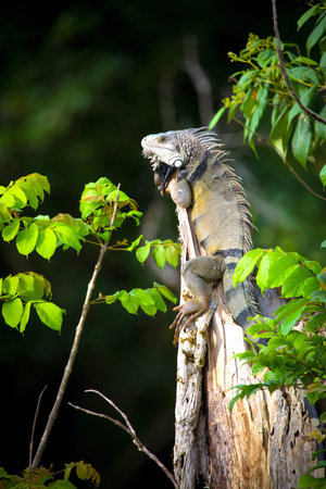 Iguana in a tree in a forest of Toa Alta, Puerto Rico.の写真素材